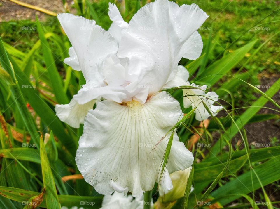 White flower iris on a background of green leaves and grass.