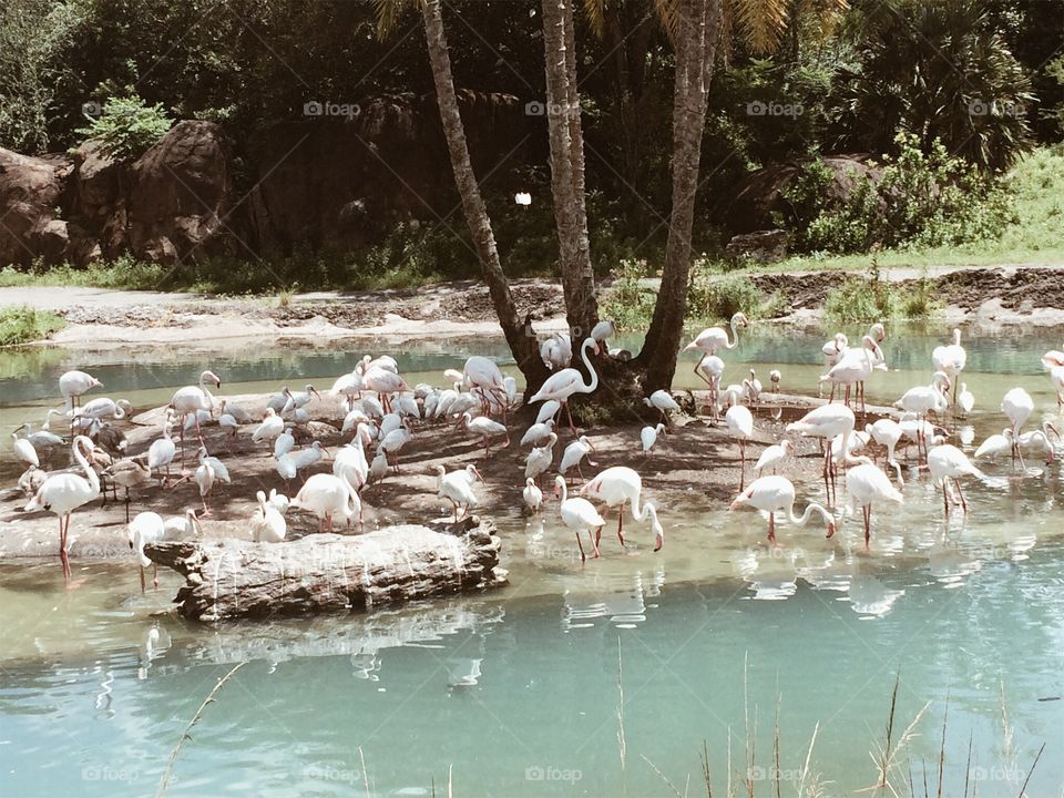 A flock of white flamingos sitting by a clear pond. They are surrounded by long grass and a forest in the middle of summer