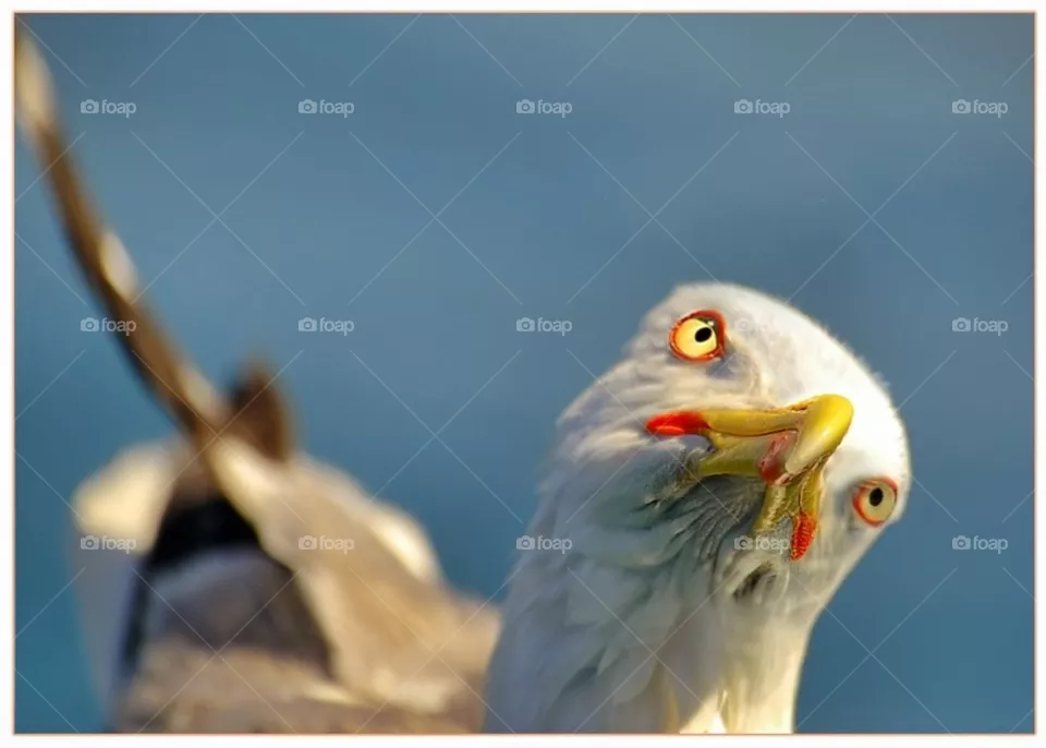 bird