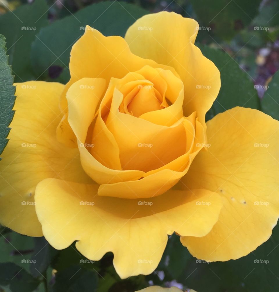 Yellow Rose