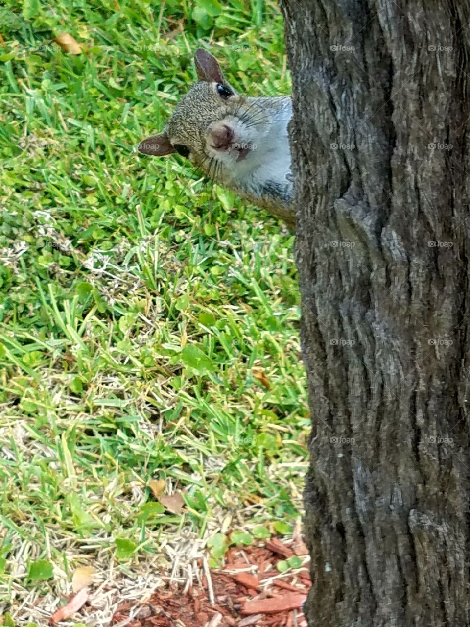 Squirrel Checking Me Out