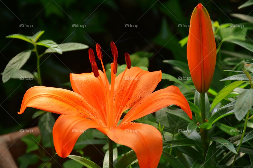 Tiger lily 2