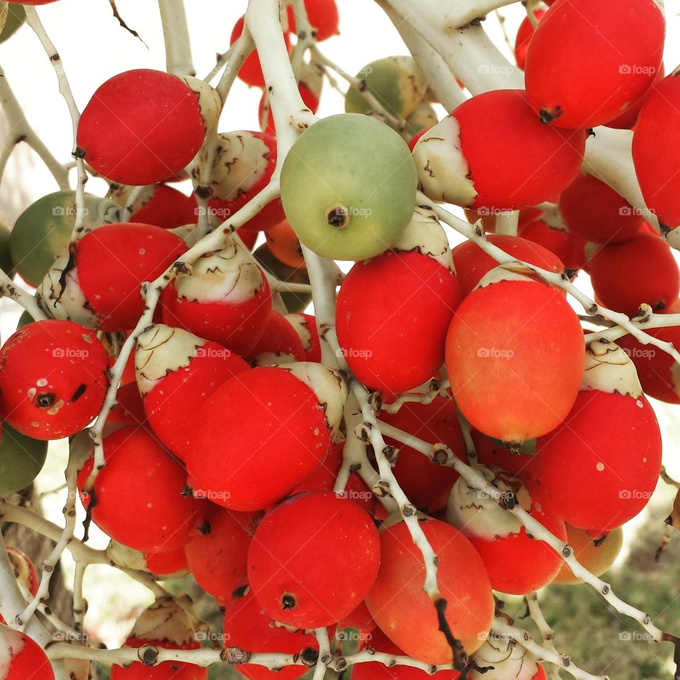 red fruit