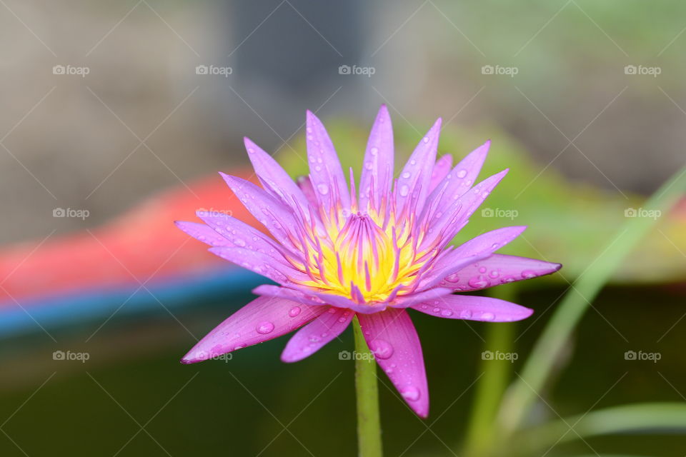 Purple lotus flower plant at a park 