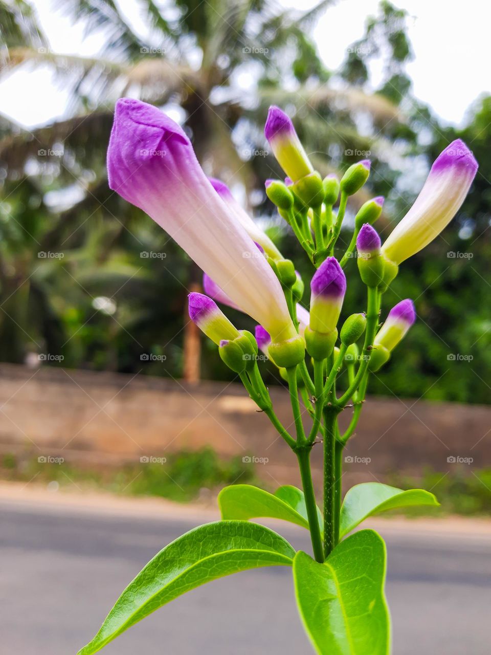 Plant with Purple Flower Buds