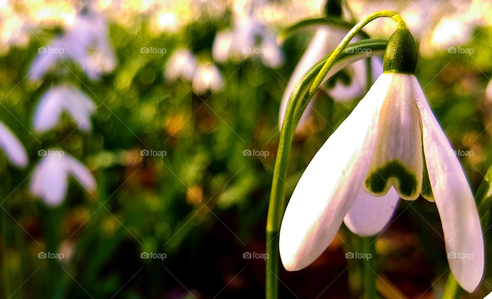 Snowdrop Macro_collection