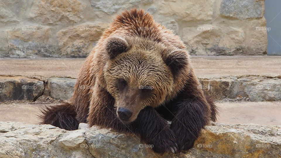 brown bear