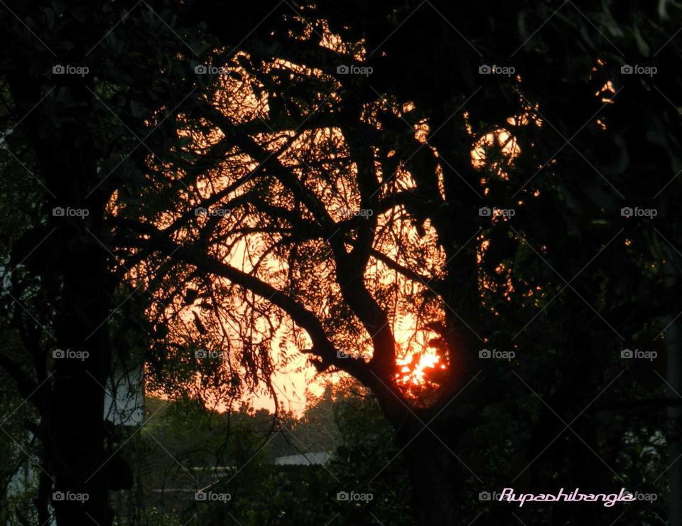 sunset. golden light