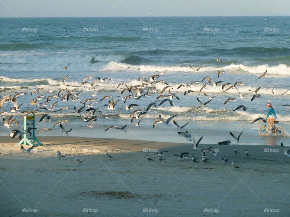 Gulls by the thousands. East coast Florida 