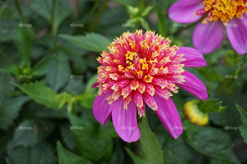 macro shot of a flower in san francisco