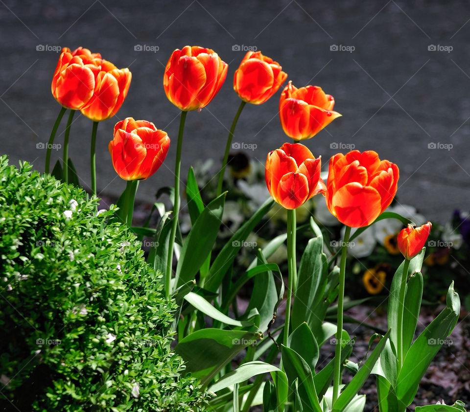 garden sunlight bright tulips by delvec