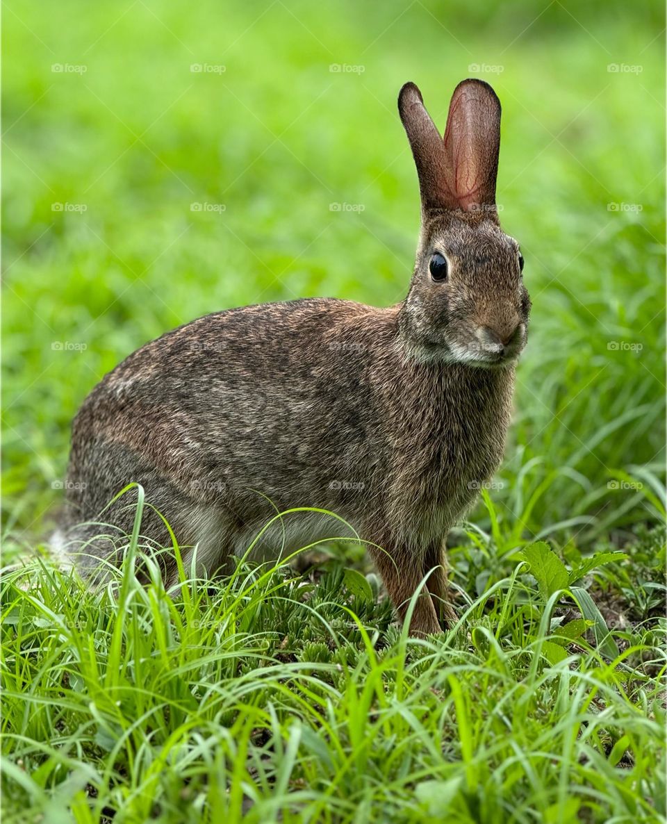 Bunny in vivid green grass.