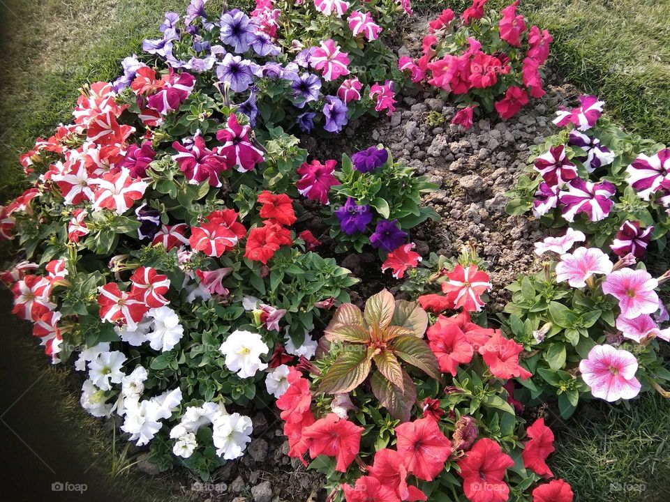 Beautiful flower garden