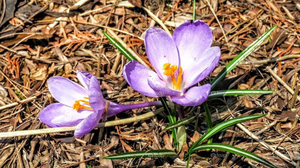 Crocus pops out
