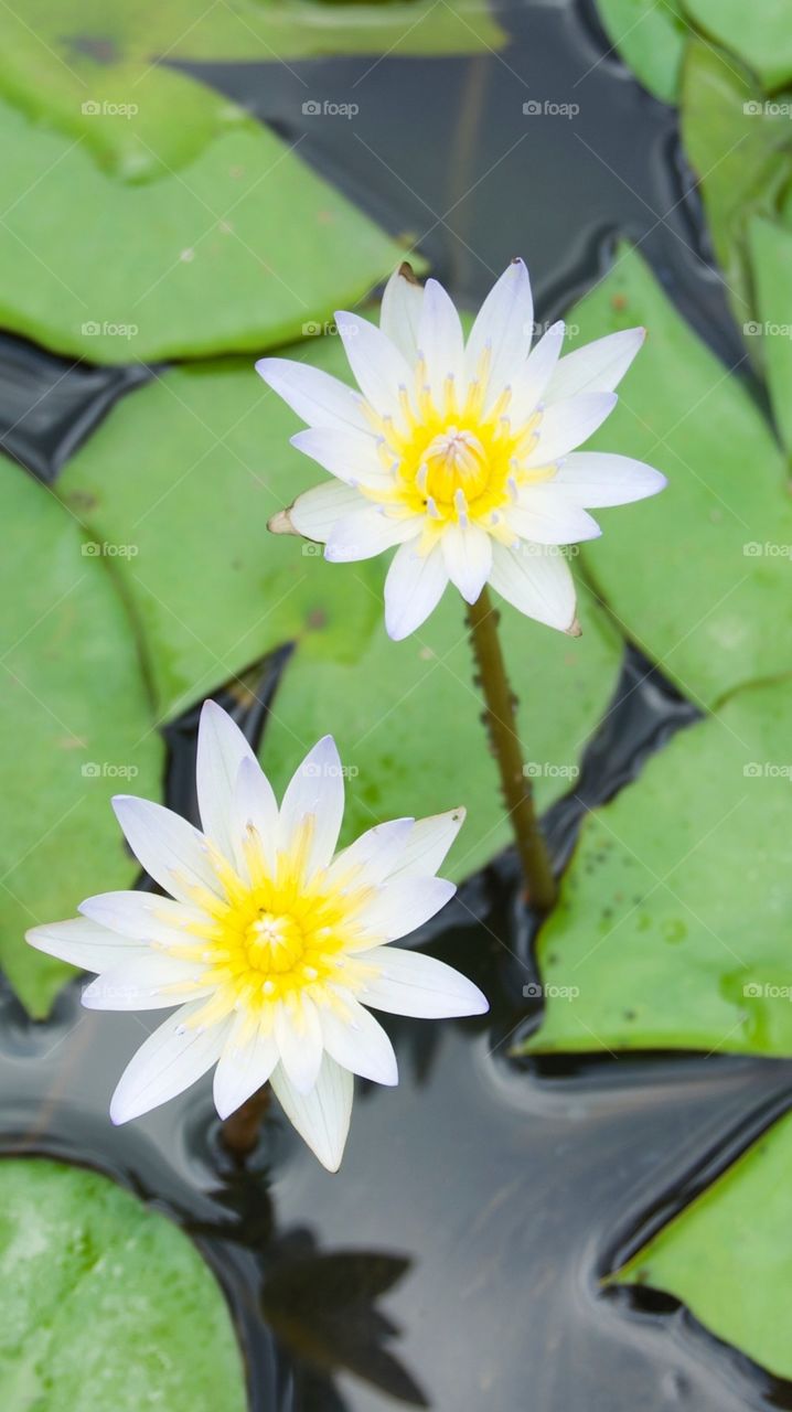 White Lotus