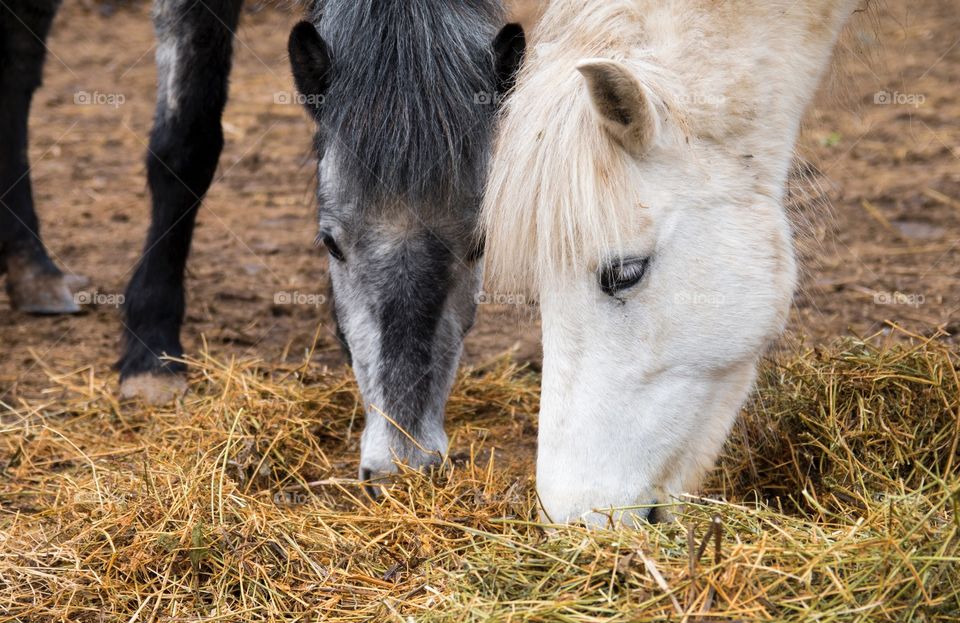 Extreme close-up of horses