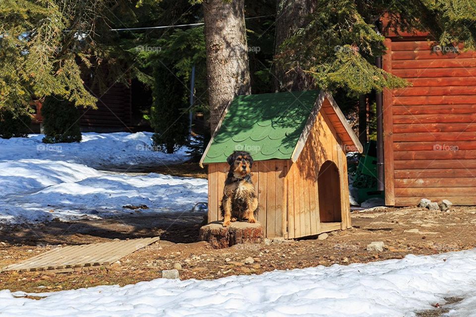 A mixed breed dog (Bernedoodle) in front of his hut