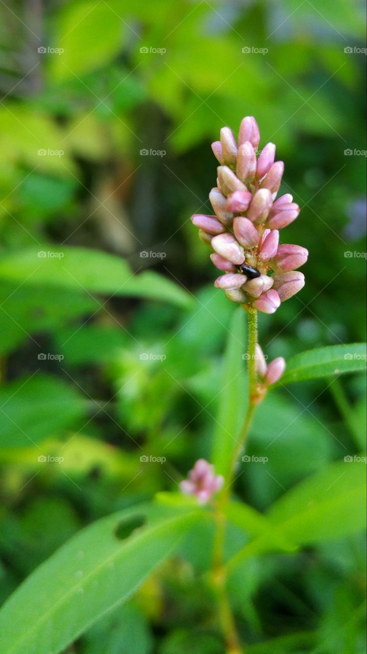 Little pink flower buds