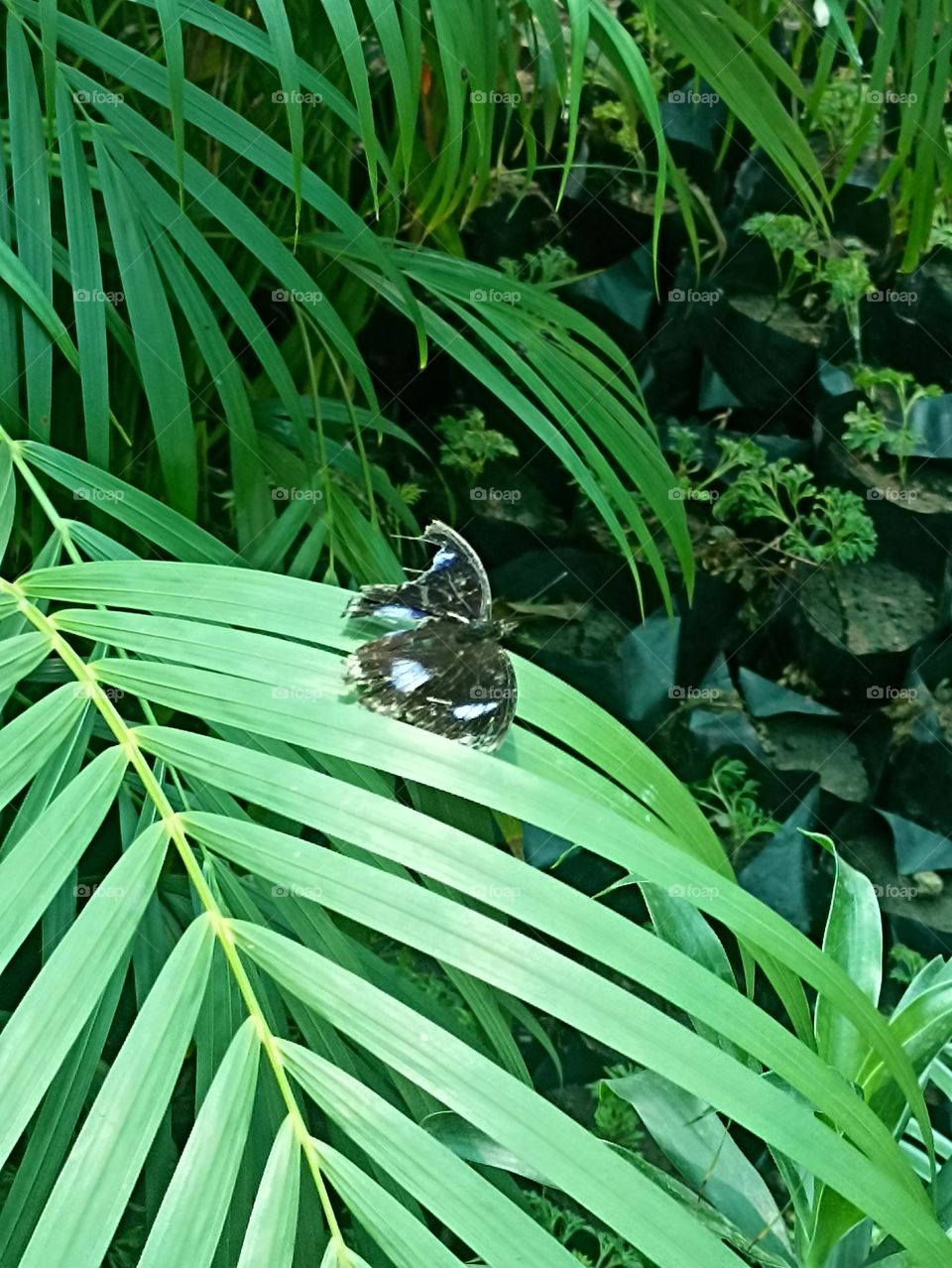 beautiful butterfly sitting on a green palm tree