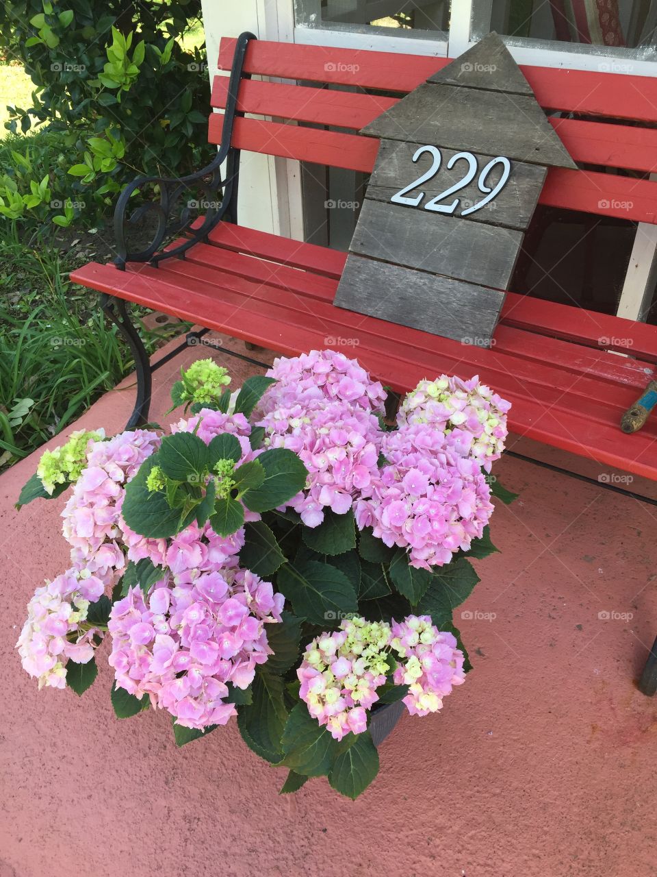 A pink hydrangea plant with big pinkish lavender blooms, green leaves on the porch in front of a red wood bench.