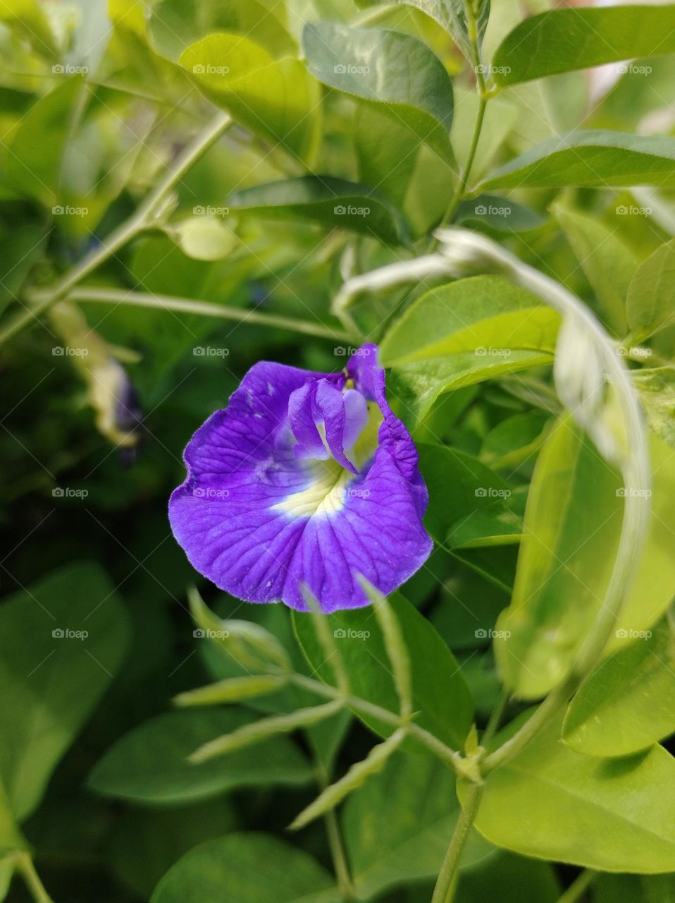 Purple flower in the garden is beauty in Nature