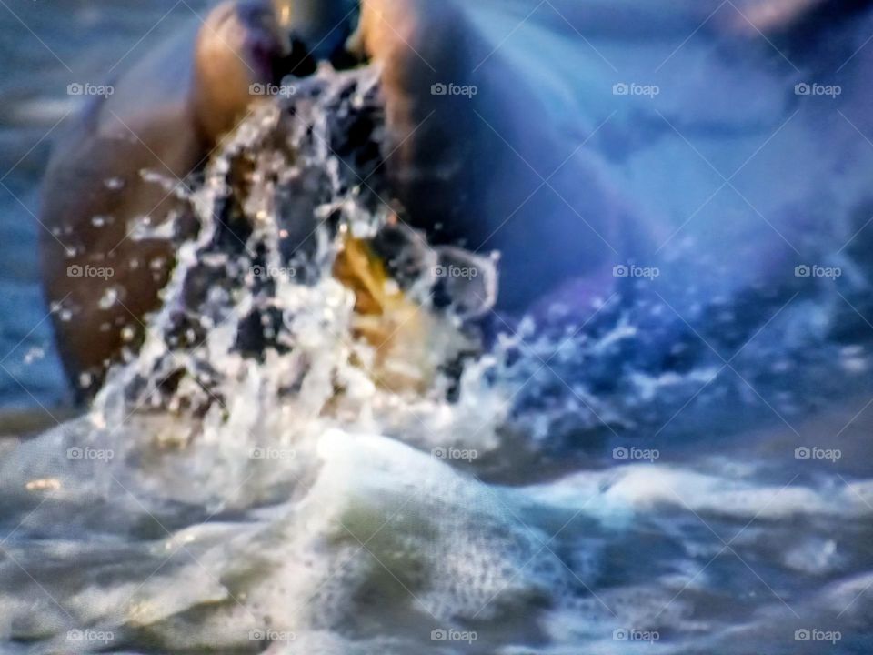 one dolphin photography