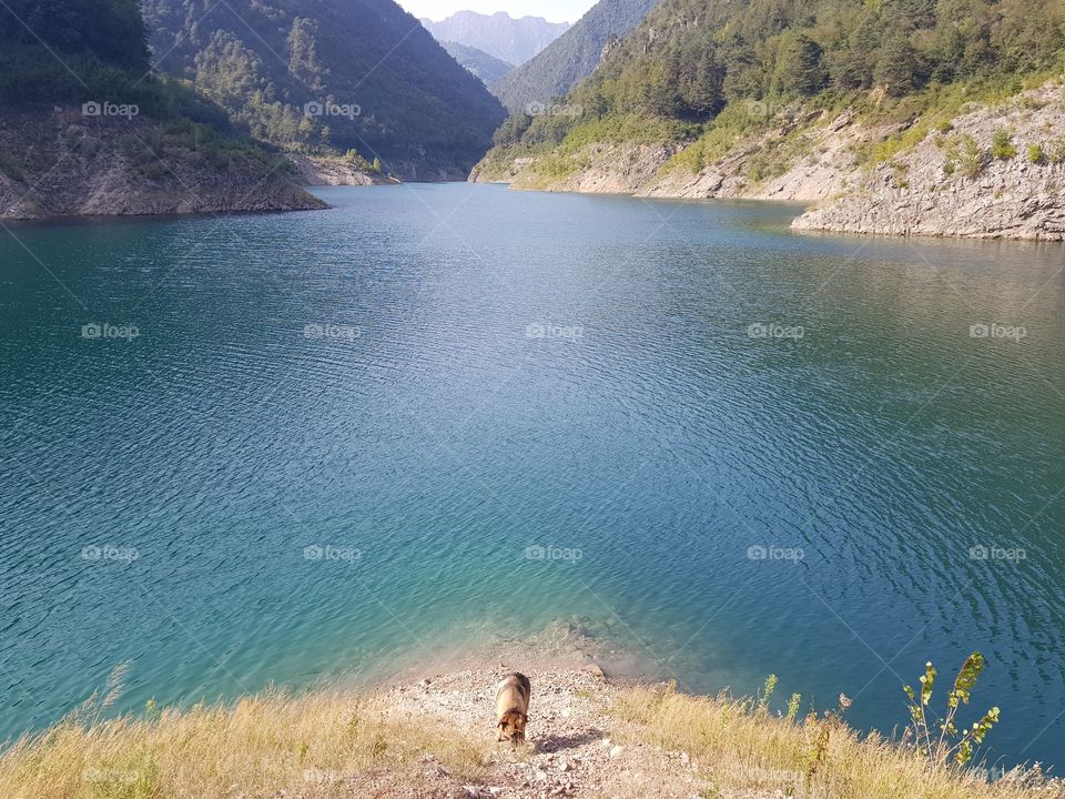 Dog at Lago di Valvestino