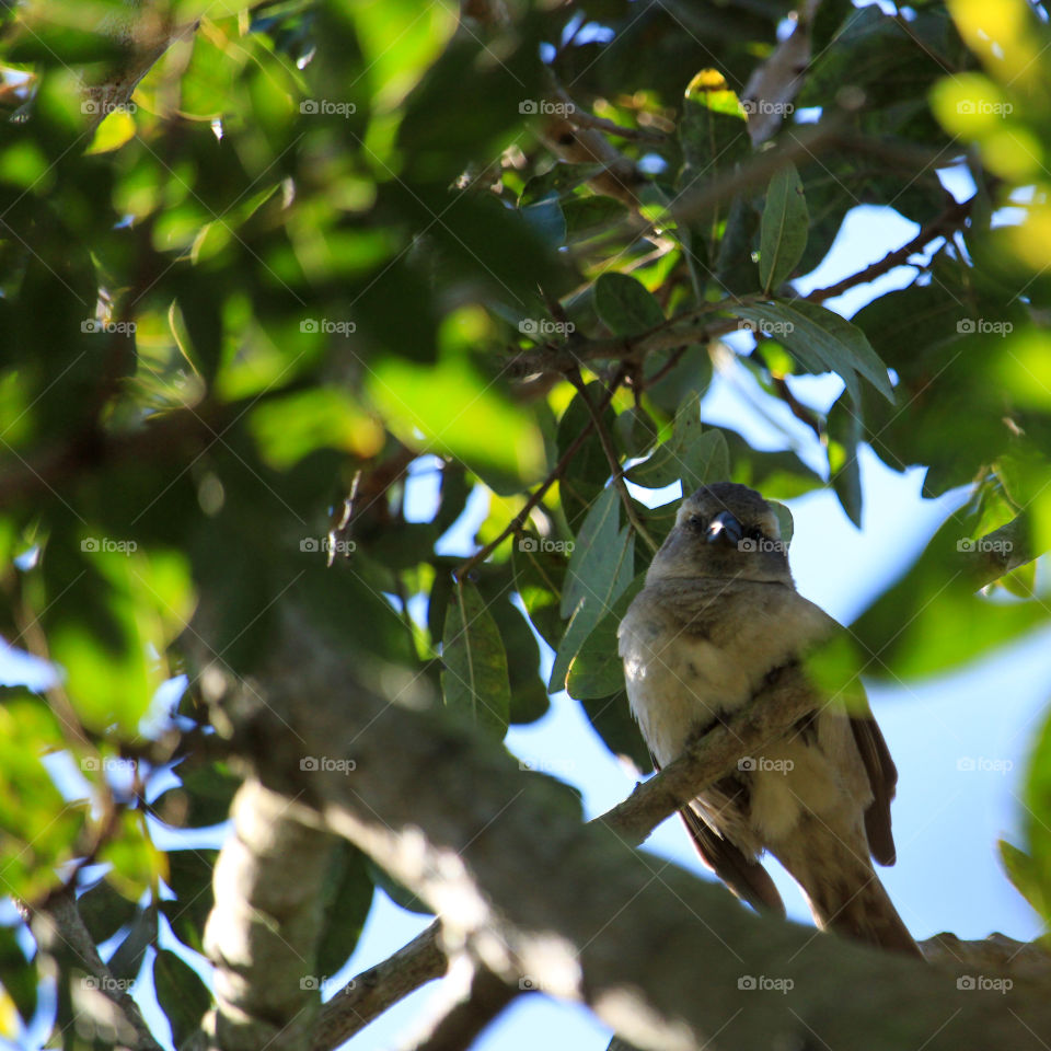 Cute little bird in a tree