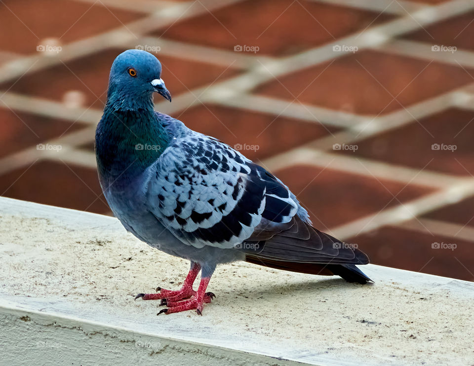 Bird photography - Dove pose