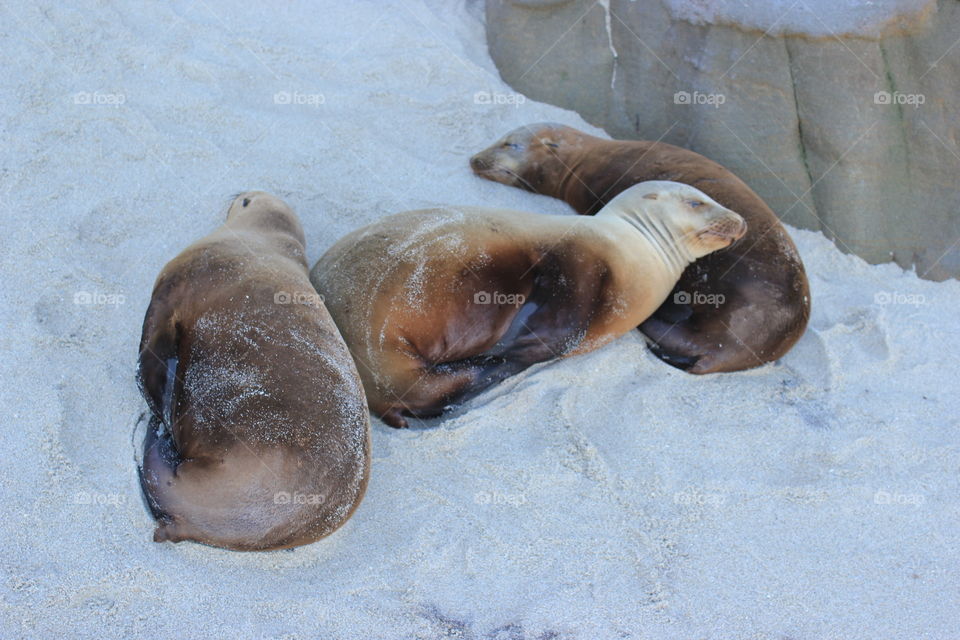 Baby sea seals sleeping
