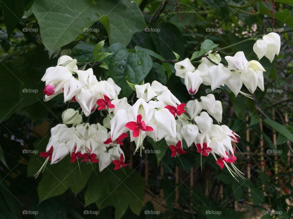 Red and white flower