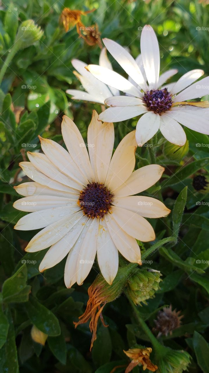 daisies