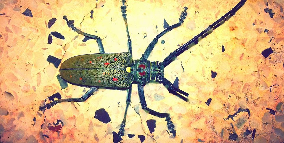 (6) A beautiful beetle picture