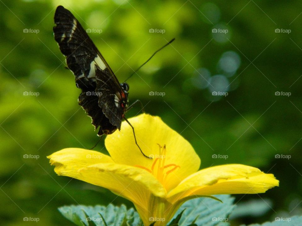 Yellow flower butterfly 