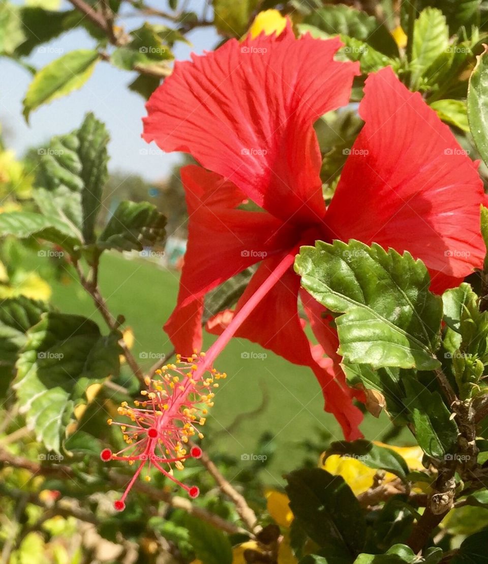 Red flower 