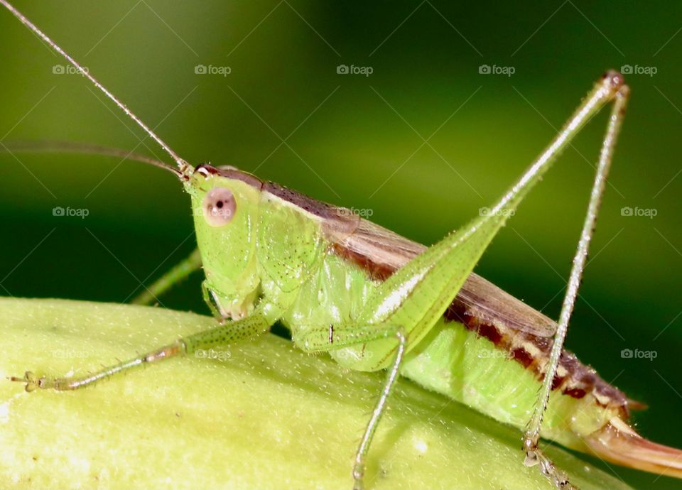 Green grasshopper 