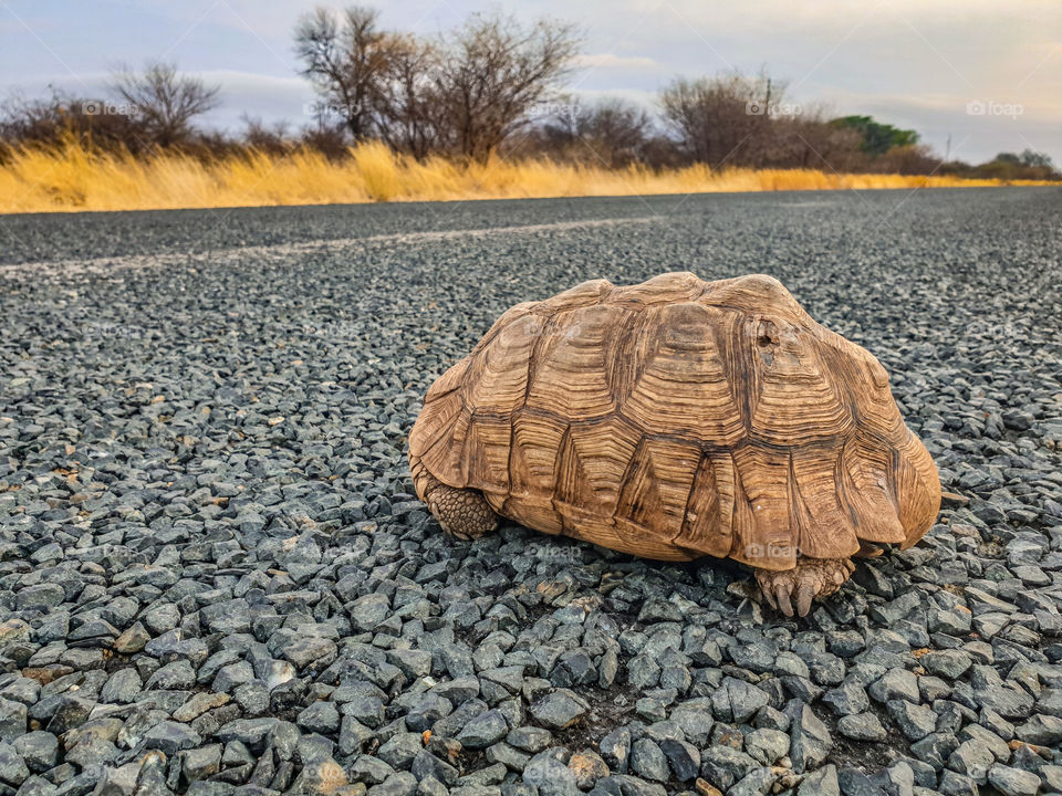 turtle on the tar crossing the road
