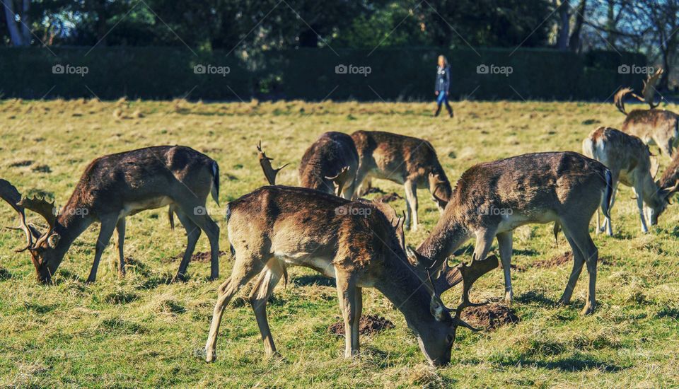 Deer. Park