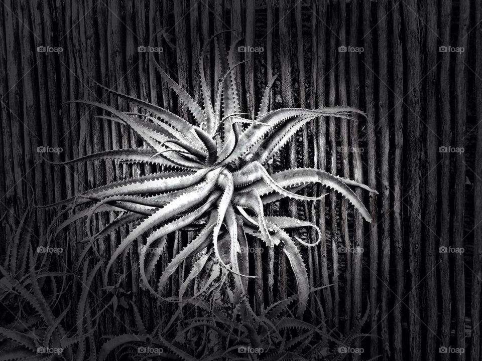 Aloe against the post