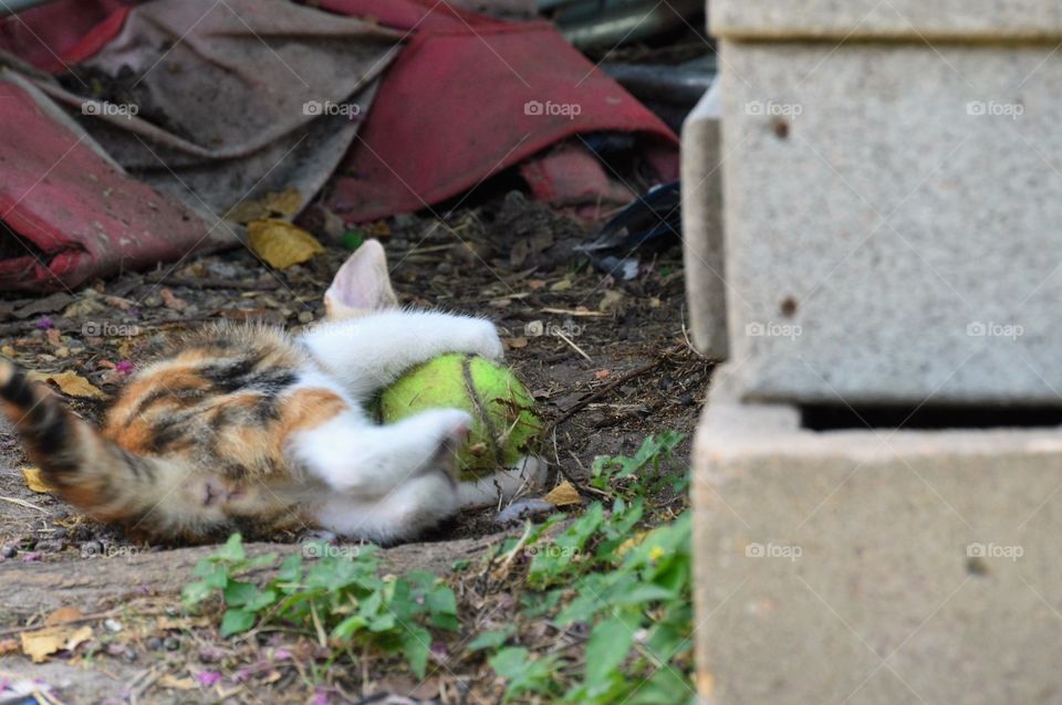 Kitten with tennis ball 