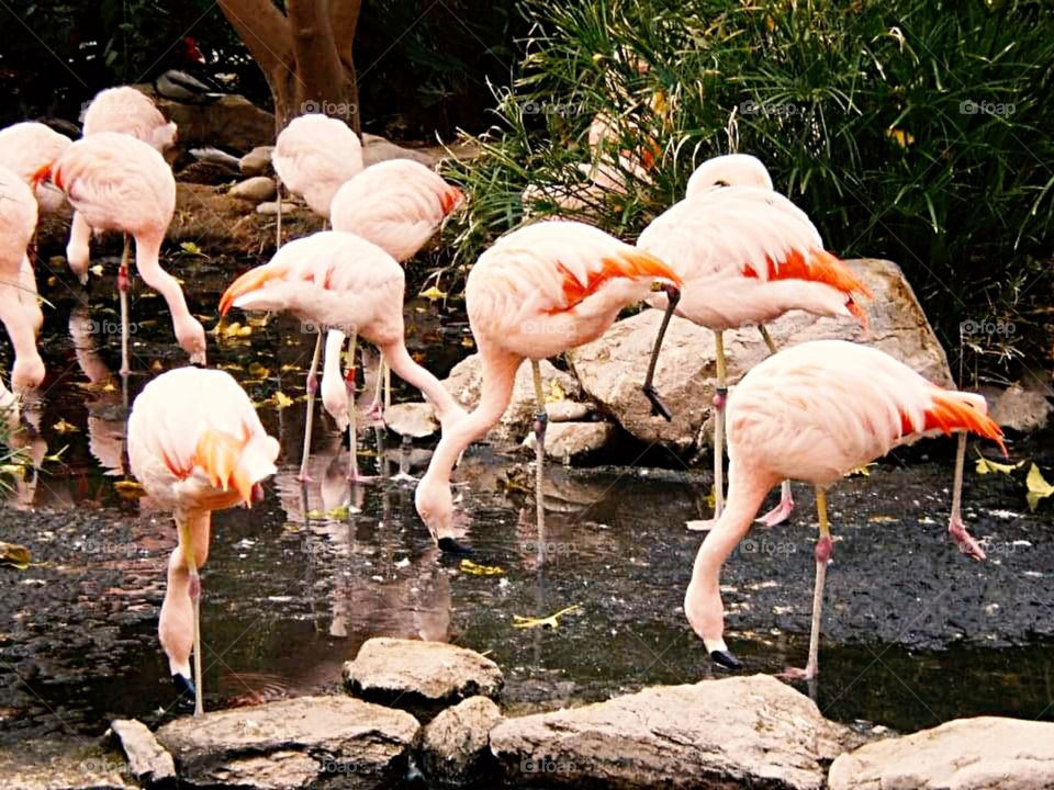 Flock of flamingos