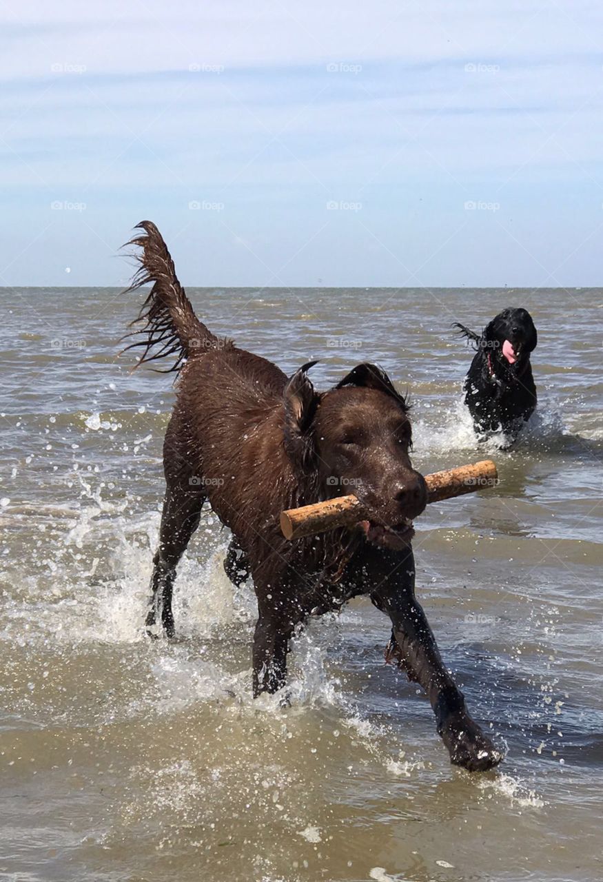 Flatcoat retrievers beautiful action shot slashing through the sea with a stick