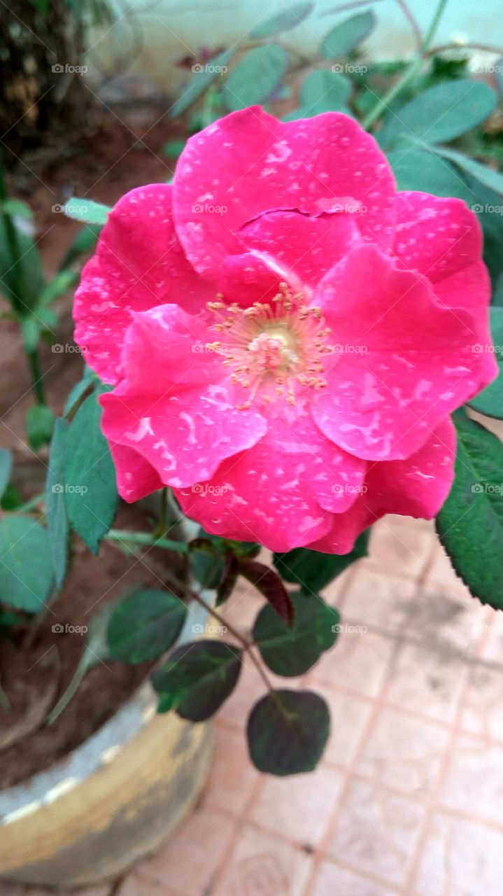 Lovely wet rose