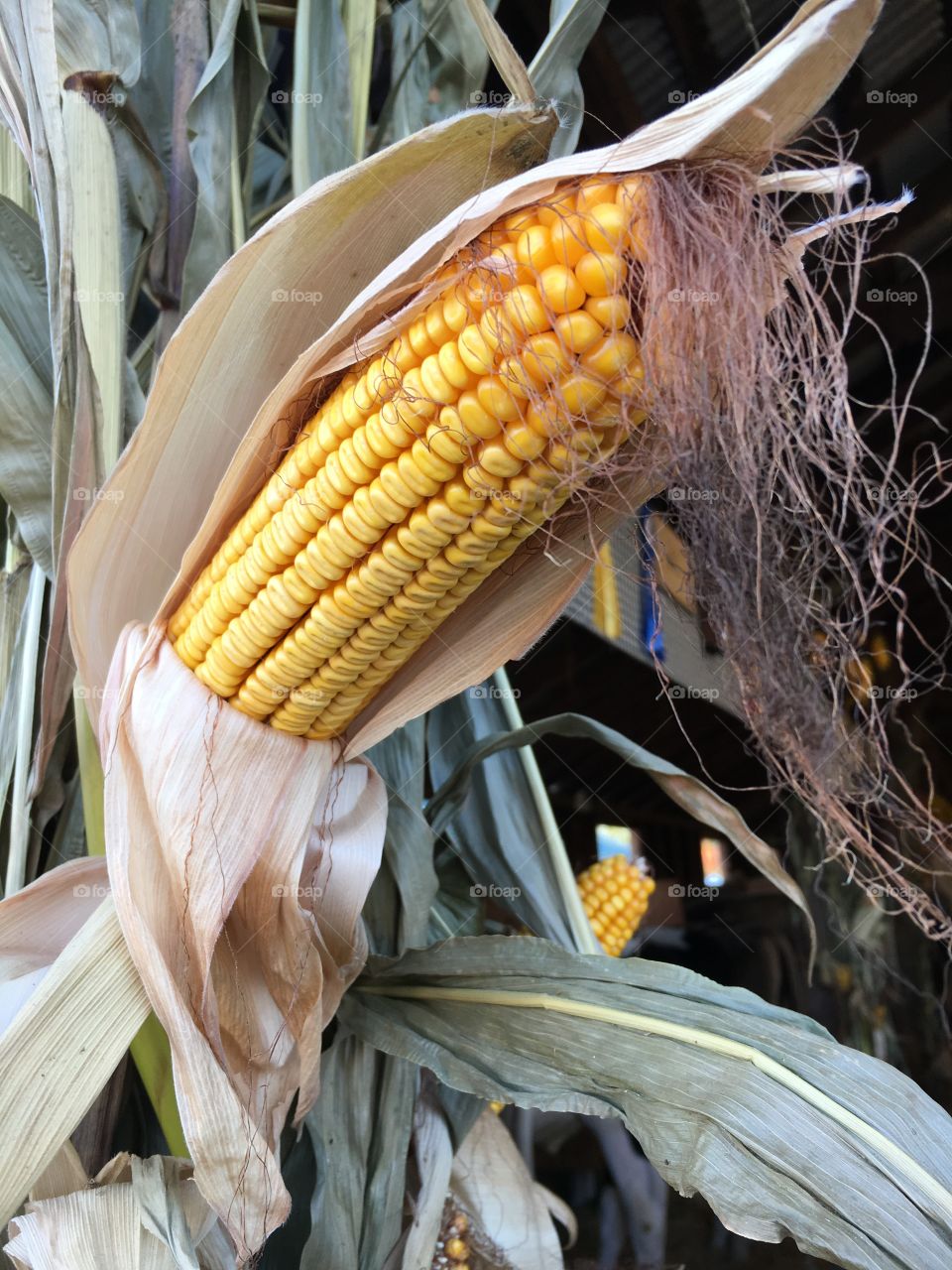 Corn