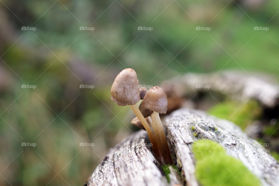 romsey uk log fungi spores by Pahars