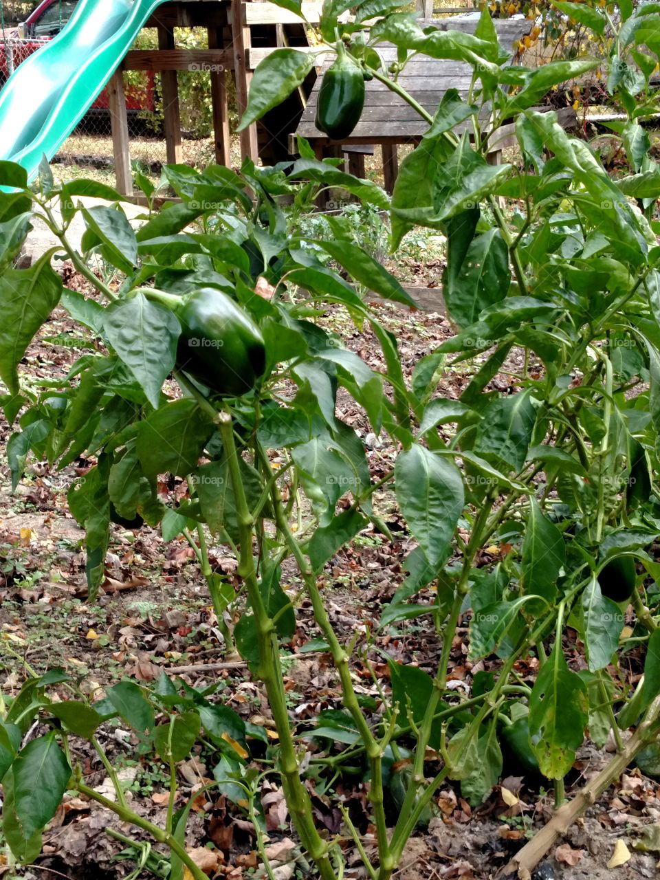 growing fall vegetables
