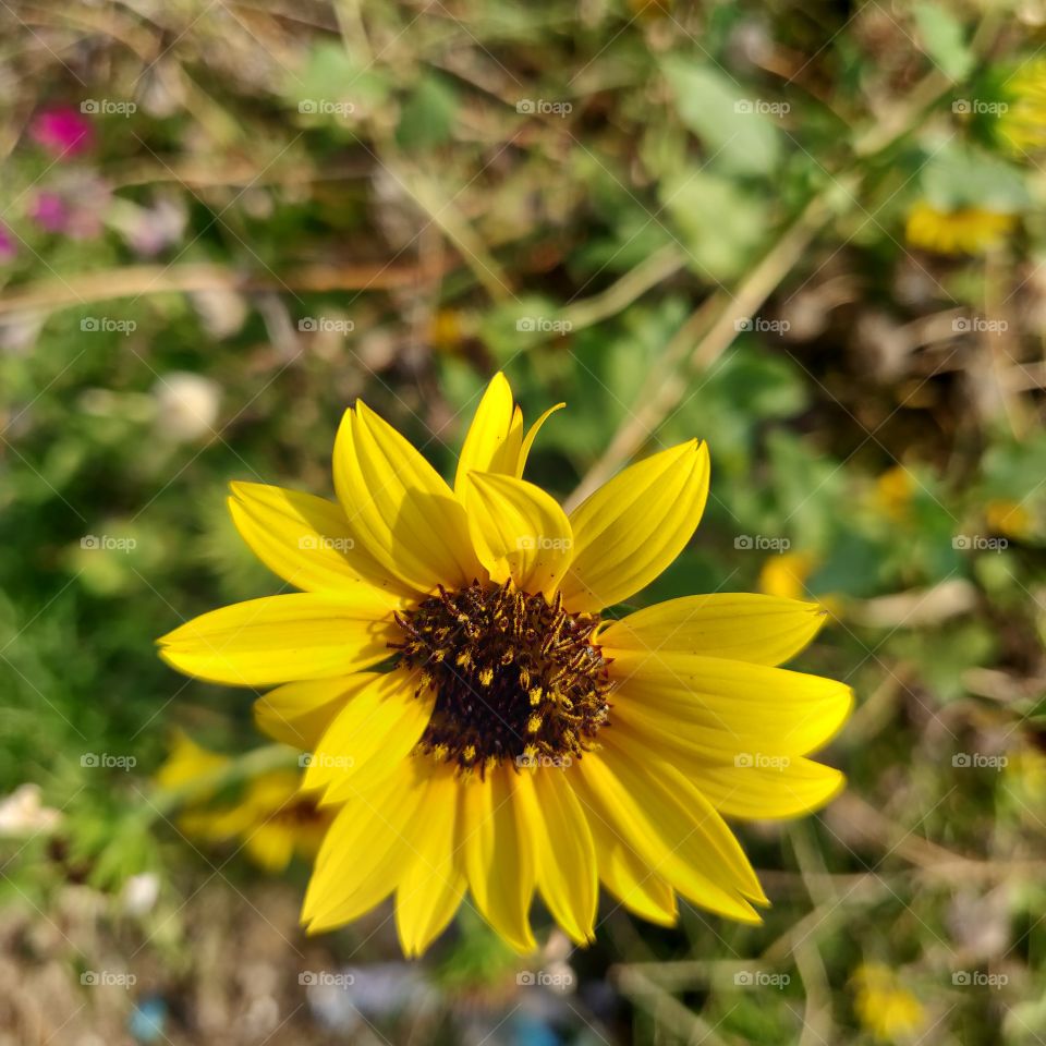 sunflower