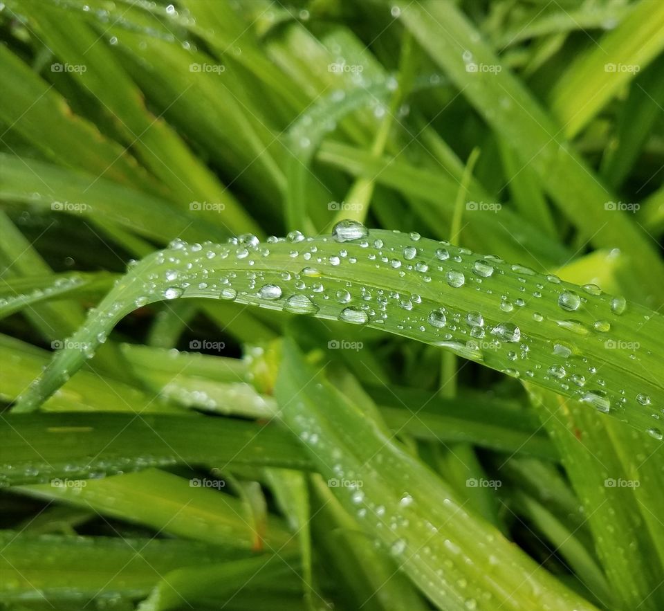 grass with drops