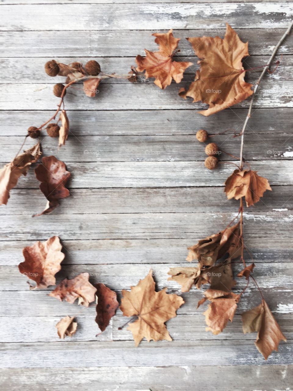 Dried leaves and Sycamore tree seed balls on small branches arranged for copy space on a weathered wooden surface