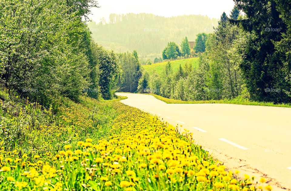 Yellow daisy road